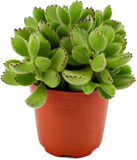 Cotyledon Ladismithiensis 5.5cm