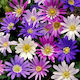 Gemma Bulbs Anemone Multicolour 10pcs