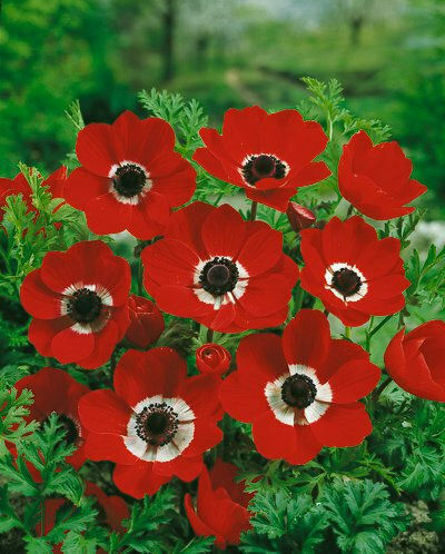 Gemma Bulbs Anemone Red