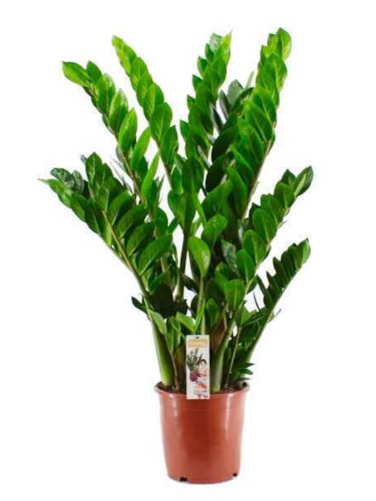 OEM Zamioculcas zamiifolia (Zamioculcas zamiifolia) - 3,5-4 lt - 60/80