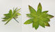 Faitakis Pack Floare decorativă pentru proiecte DIY Verde 10x7cm.