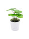 TnS Artificial Plant in Small Pot 12cm 1pcs