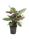 Calathea Makoyana 12cm