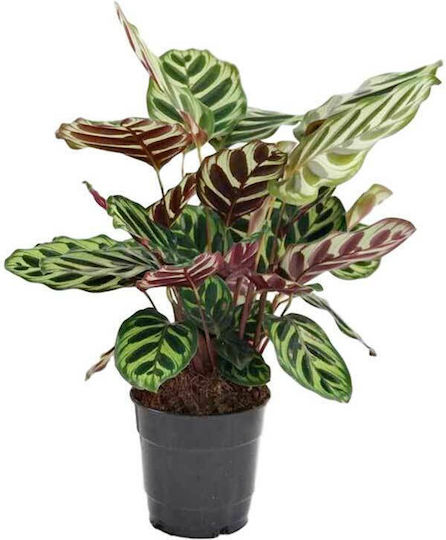 Calathea Makoyana 12cm
