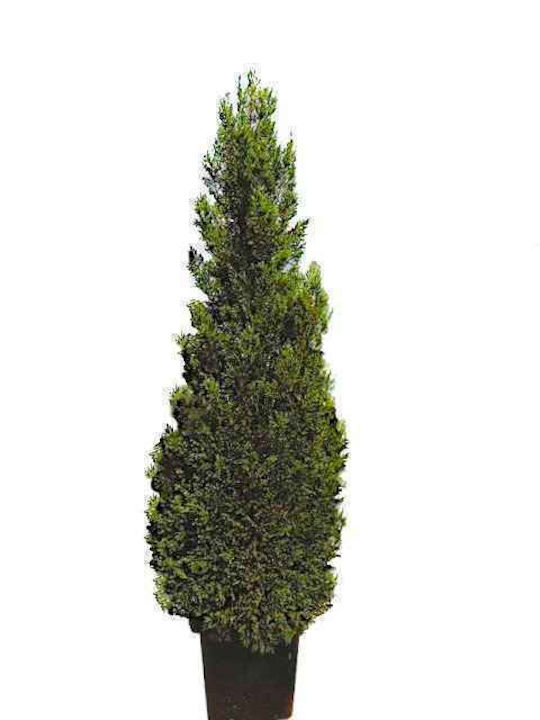 OEM Λέιλαντ Πυραμίδα (Cupressus × leylandii 'Pyramidalis') - 25 lt - Φυσικό - 200/250