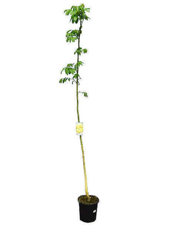 OEM Walnussbaum (Juglans regia) - 9 lt - 6-8