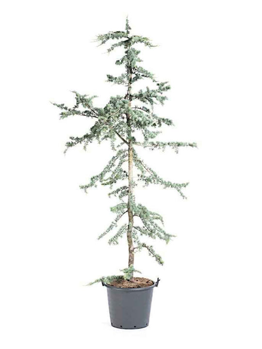 OEM Cedar Glaucous Tree Nadelbaum - 10 lt - 80/100