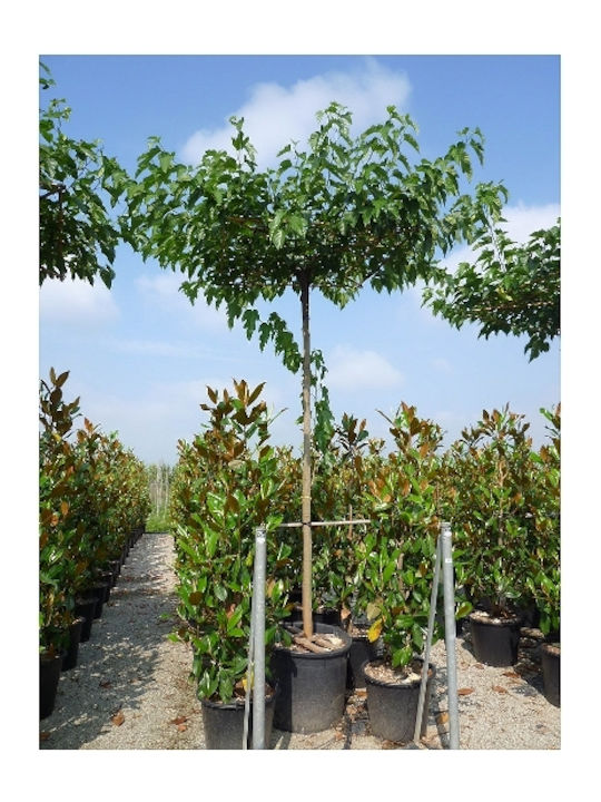 OEM Mulberry Platanifolia Baum (Morus platanifolia) - 9 lt - 175/200