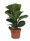 Green Leaf Ficus Lyrata Succulent Height 12buc