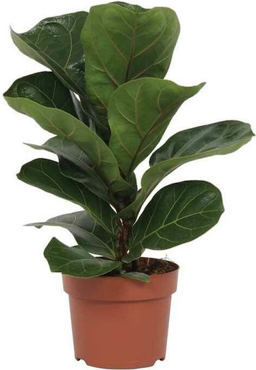 Ficus Lyrata 12cm Ficus Lyrata 12cm