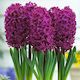 Primasem Zwiebel Hyacinthus Glanzschwarz