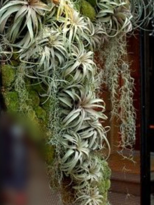 Artificial Foliage Panel With succulents 1.5x2m