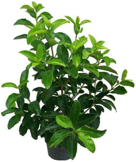 Viburnum Lucidum 4lt 4Es