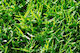 Agrogen Samen Grashalme 1kg