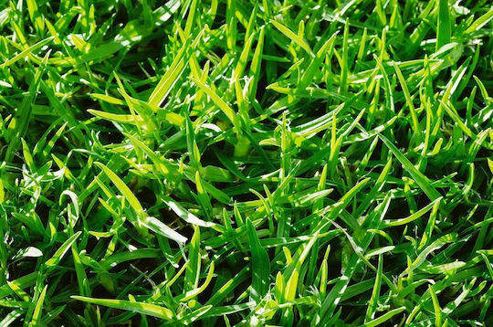 Agrogen Samen Grashalme 1kg