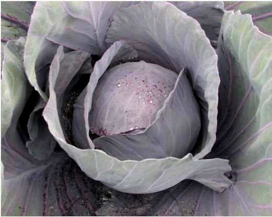 Hazera Samen Kohl Romus Rot 2500Stück