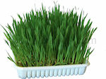 Kerbl Grass Cat Cat Grass 100g 83198