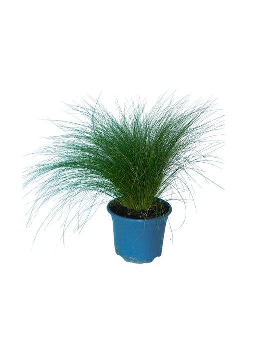 Stipa Tenuissima "Grass"