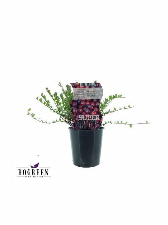 "Cranberry" Vaccinium macr. Early Black