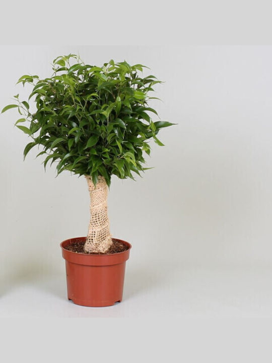 "Ficus" Ficus benja. Natasja Jute Stem