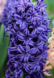 HYACINTH MARIE PACKET OF 2 BULBS