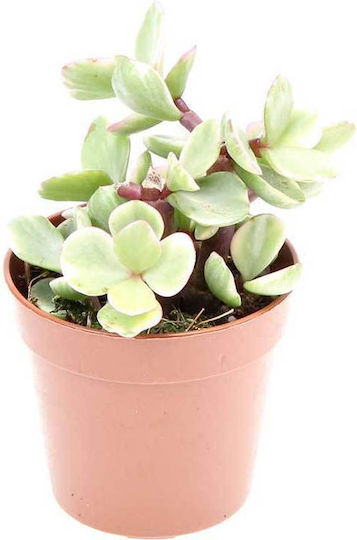 Portulacaria Afra F Variegata 5.5cm