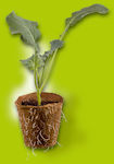 Biodegradable planting pot Stocker 9631