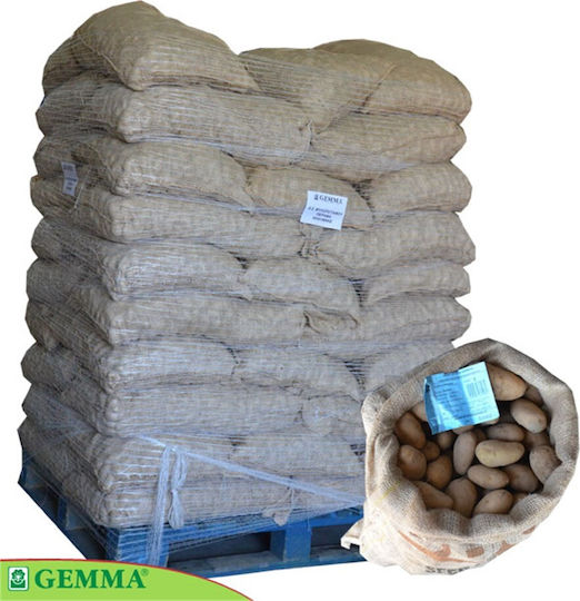 Gemma Samen Kartoffelς 25kg