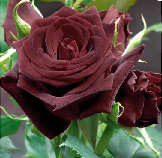 Rose Baccarat negru 2lt