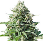 Royal Queen Seeds Gorilla Semințe Canabisς 3buc