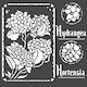 Stamperia Stencil Designs Hortensia Frames