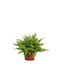 Green Leaf Fern Nephrolepis Boston Blue Bell Height 25cm