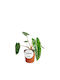 Succulent Philodendron billietiae Interior