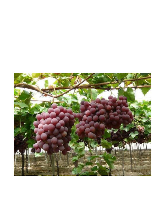 Grape Vine Red Globe