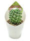 Cactus Toluca