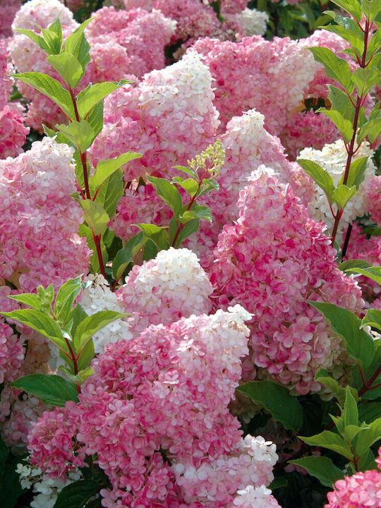 Hortensia Vanille Fraise 2lt Height 40cm