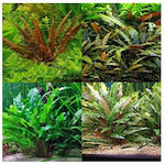 Misirlis Aquarium Cryptocoryne Mix (ΦΠ)