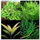 Misirlis Aquarium Hygrophila Mix (ΦΠ)