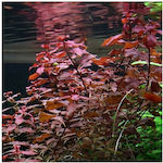 Lebende Aquariumspflanze Ludwigia Palustris 10745