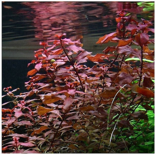 Ludwigia Palustris Live Aquarium Plant 10745