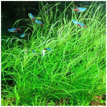 Misirlis Aquarium Pogostemon Live Aquarium Plant 16776