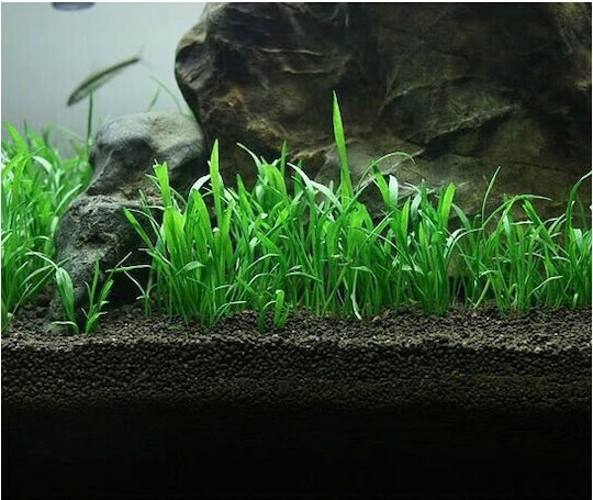 Misirlis Aquarium Lilaeopsis Live Aquarium Plant 11729