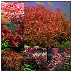 Misirlis Aquarium Red Pack (ΦΠ)