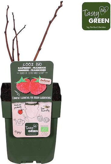 Rubus 'little Sweet Sister' Bio 13cm Rubus 'little Sweet Sister' Bio 13cm