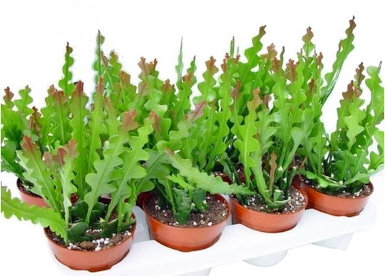 Παχύφυτο Fish Bone Cactus Εσωτερικού Χώρου Ύψους 15εκ. Παχύφυτο Fish Bone Cactus Εσωτερικού Χώρου Ύψους 15εκ.