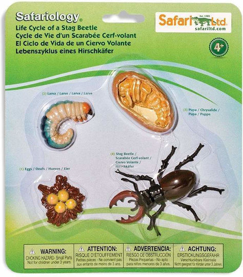 Safari Ltd Life Cycle of a Stag Beetle Образователна Игра Образователни за 4+ години Години