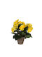 Supergreens Artificial Plant in Small Pot Begonia Yellow 25cm 1pcs