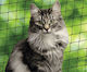 Nobby Cat Net in Black Color 800 x 300cm