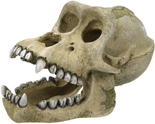 Nobby Gorilla Aquarium Dekoration Schädel