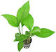 SonGrow Anubias Heterophylla Plantă Acvatică Vie